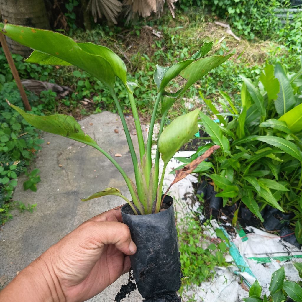 strelitzia nicolai white bird  เบิร์ดออฟพาราไดซ์สีขาวถุง2นิ้ว - รูปที่ 4