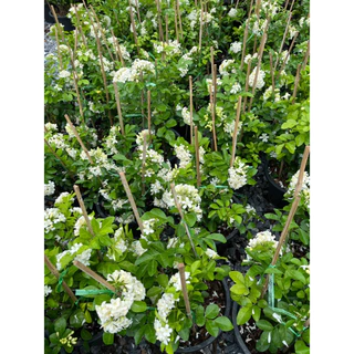 แก้วพวงดวงใจ ดอกเป็นพวงใหญ่ สวยและหอมมาก Murraya, Orange Jasmine