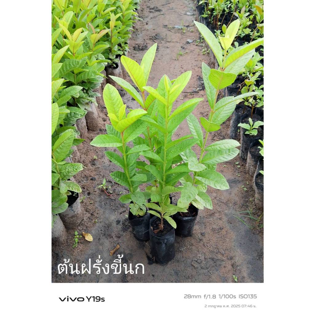 ต้นฝรั่งขี้นก (Guava Tree)