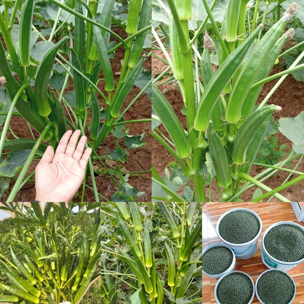 เมล็ดพันธุ์กระเจี๊ยบเขียวสายพันธุ์ญี่ปุ่นโอซาก้าขนาด 1 กิโลกรัม 469 บาท