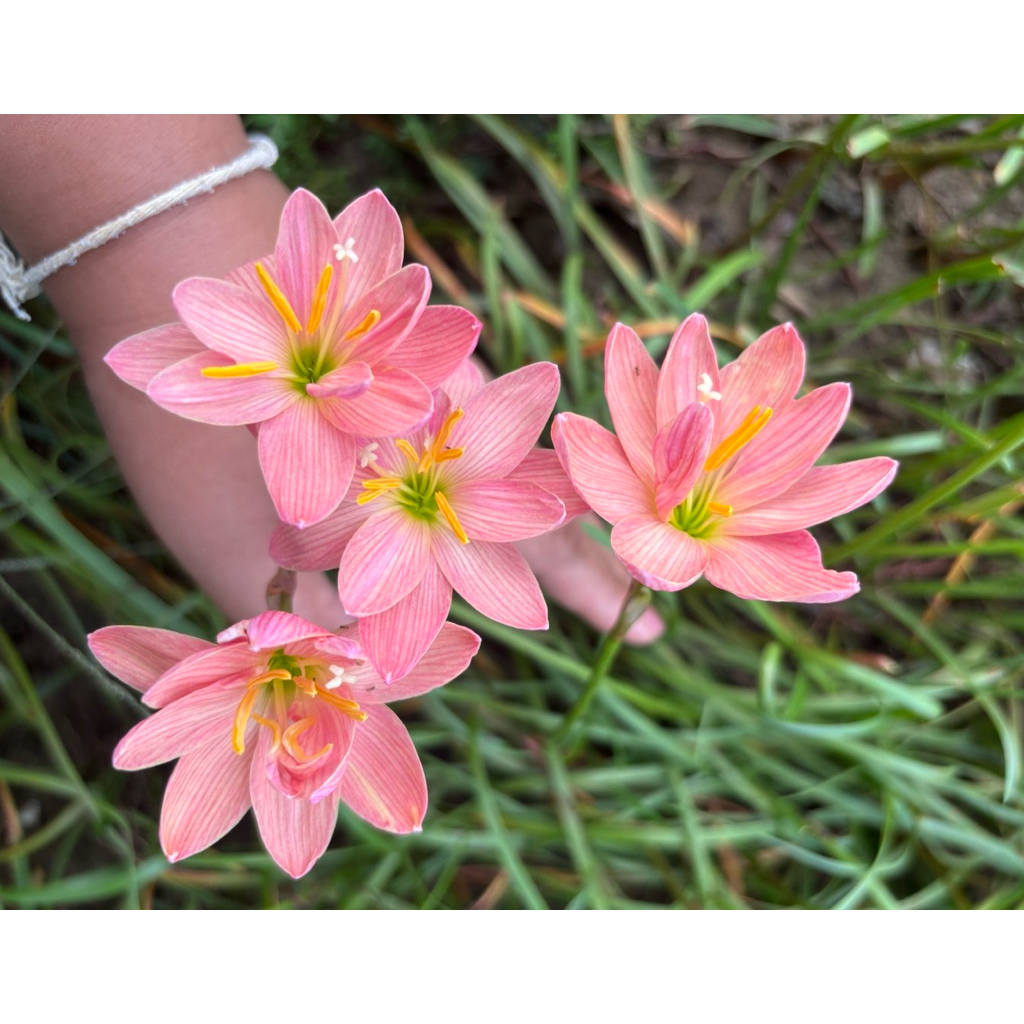 บัวดิน Z.Eternal love