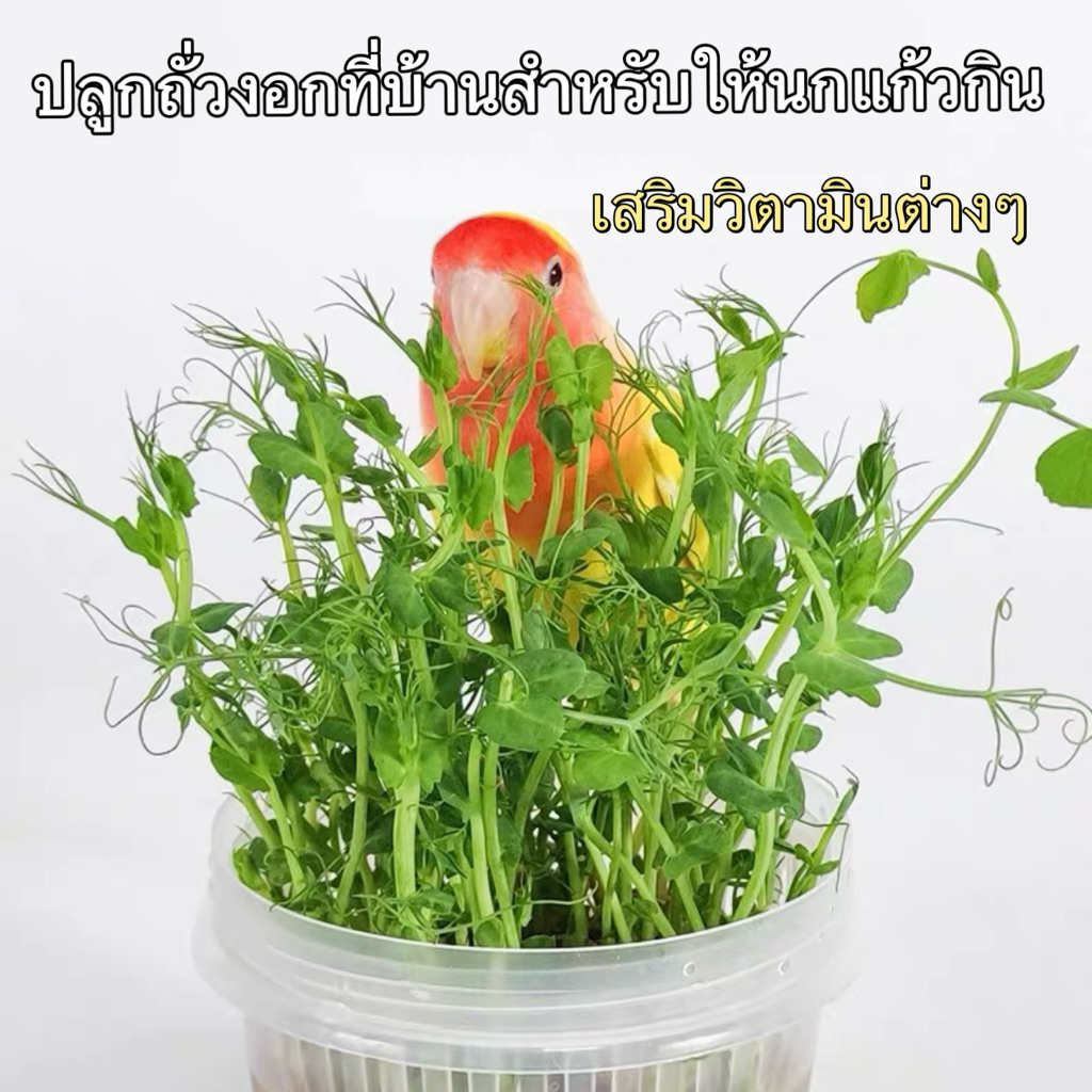 ชุดปลูกใบถั่วลันเตา ปลูกถั่วงอกที่บ้านสำหรับให้นกแก้วกิน เสริมวิตามินต่างๆ อาหารนก ขนมนกแก้ว