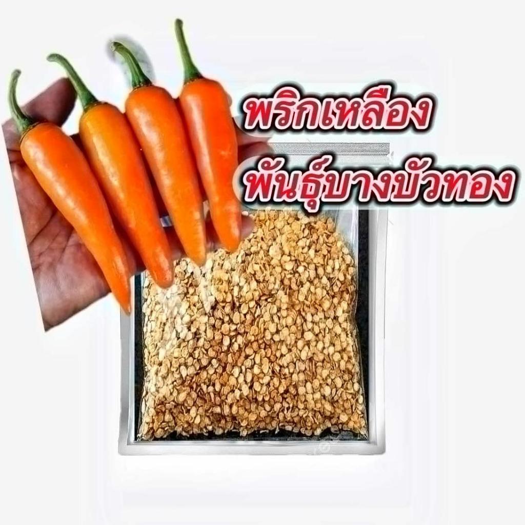 เมล็ดพันธุ์พริกเหลืองบางบัวทองแท้100% 50กรัม งอกดี แข็งแรง ผลดก ผลใหญ่ ต้นใหญ่แข็งแรง