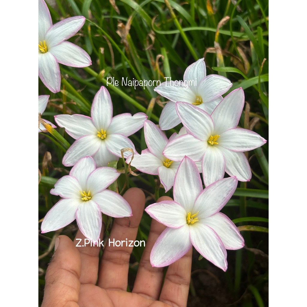 บัวดินสีขาวZ.Pink Horizon 7หัว50บาท