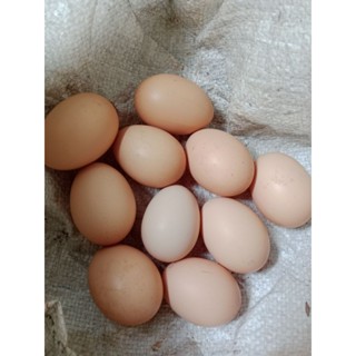 ไข่เชื้อไก่สามสาย ไก่เนื้อ ชุดละ6ฟอง