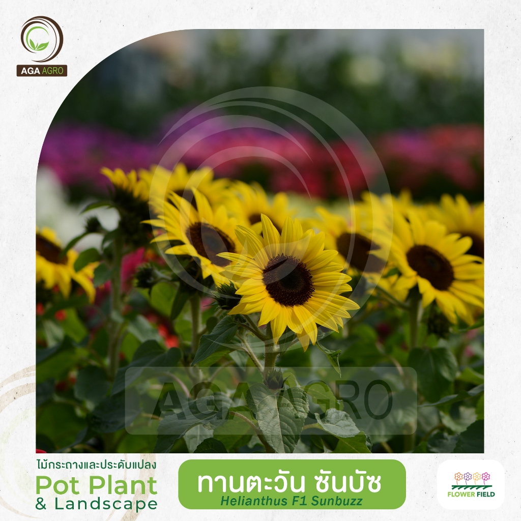AGA AGRO I "ทานตะวัน ซันบัซ" หลายดอกต่อก้าน บานต่อเนื่อง-นิมยมในทุ่งดอกไม้-50&100เมล็ด -HLS Sunbuzz