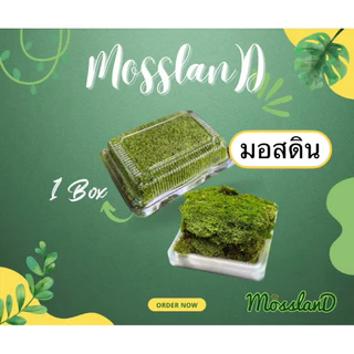 มอสดิน แบบกล่อง สดใหม่ให้เยอะ รีวิวดี ส่งตรงจากสวน มอสจัดสวน มอสสด มอส