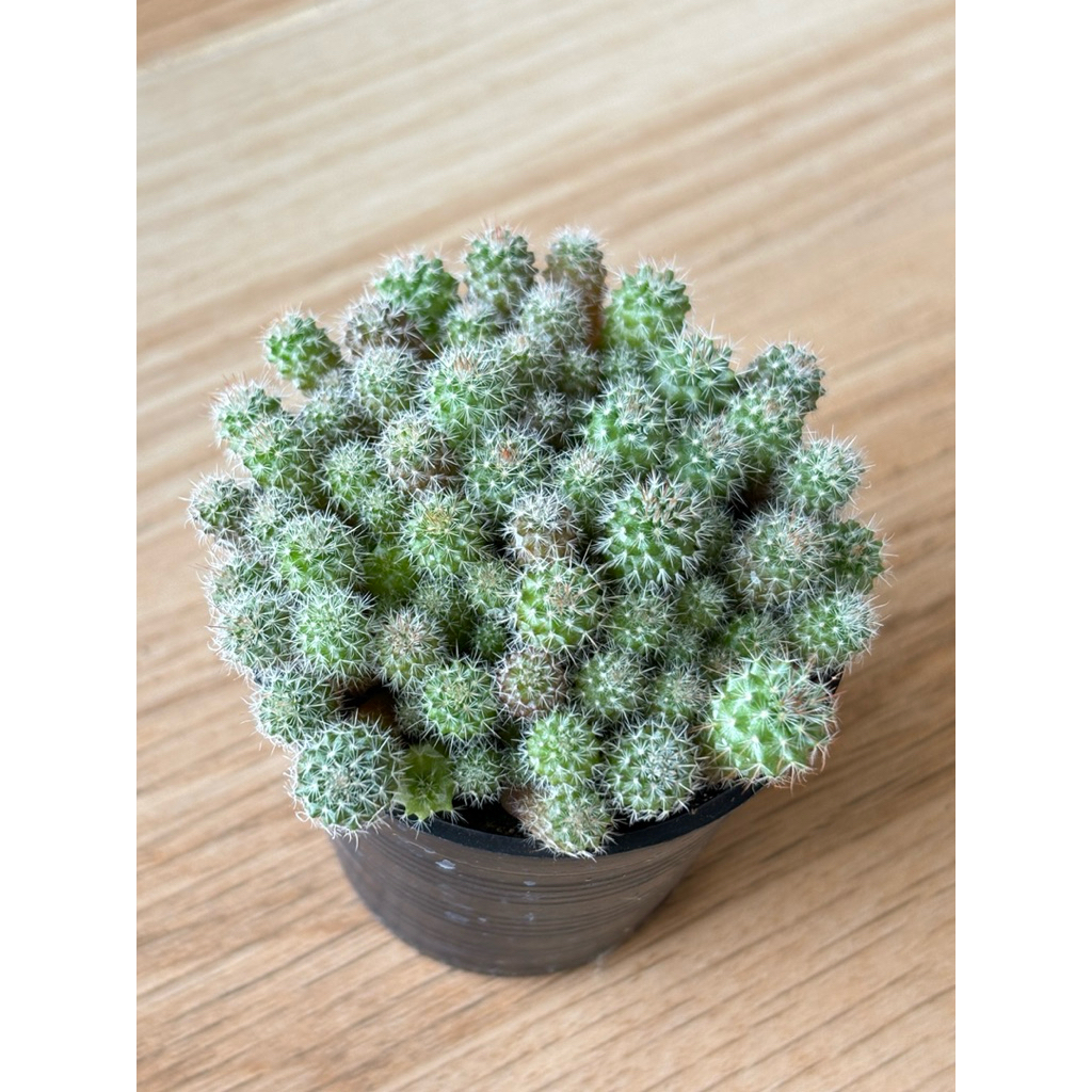 แมมแม่เฒ่า แคคตัส แบบพอต คุ้มๆในกระถาง 2.5” ส่งทั้งกระถางเลยค่ะ 🪴 - รูปที่ 2