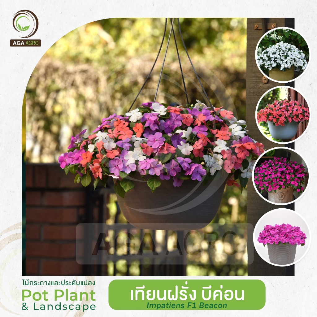 AGA AGRO I "เทียนฝรั่ง บีค่อน" พันธุ์ยอดนิยม ปลูกง่าย ออกดอกพร้อมกัน-100เมล็ด-Impatiens Beacon
