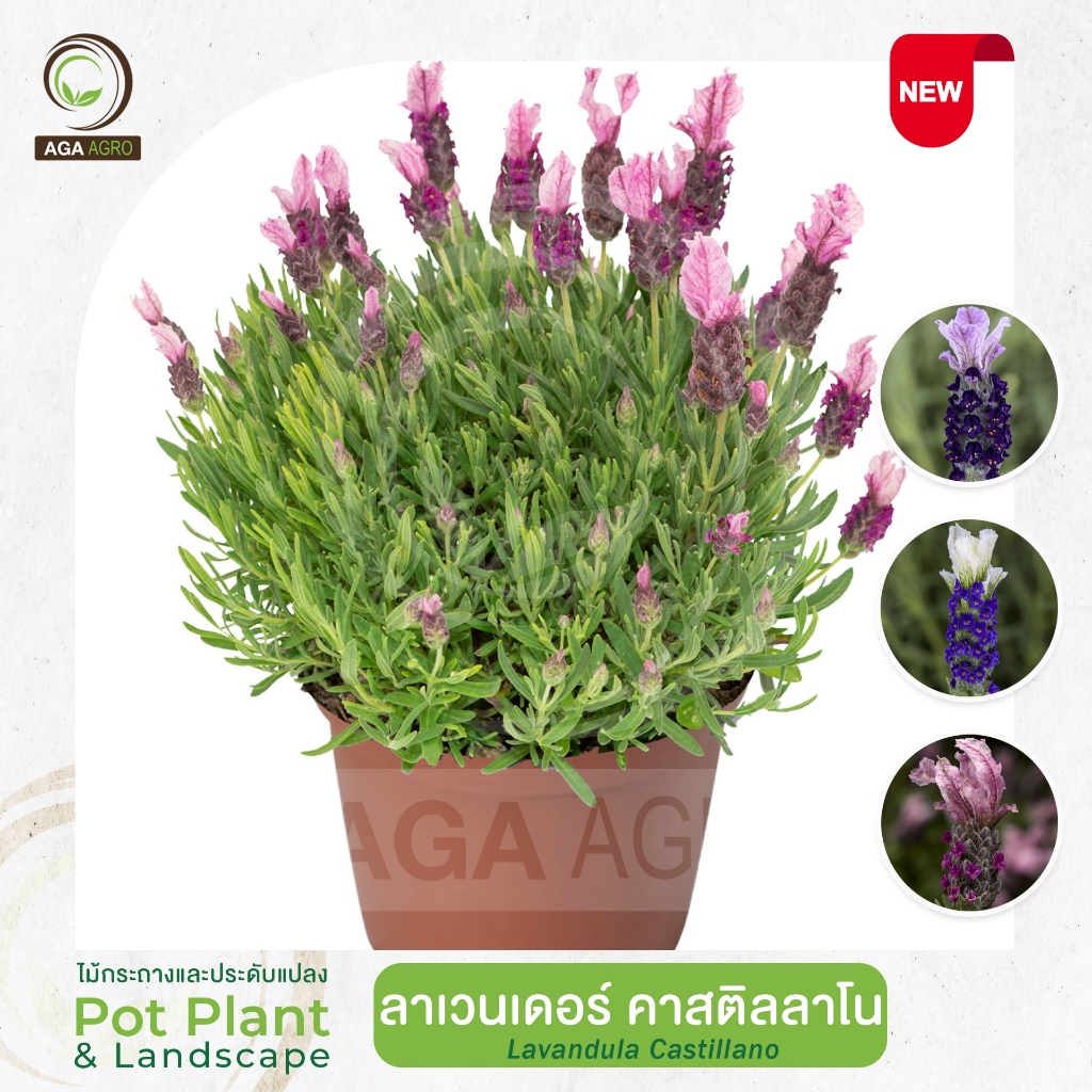AGA AGRO I "ลาเวนเดอร์ คาสติลลาโน" ดอกดก กลิ่นหอม ปลูกง่ายดูแลง่าย-50&100เมล็ด -Lavandula Castillano