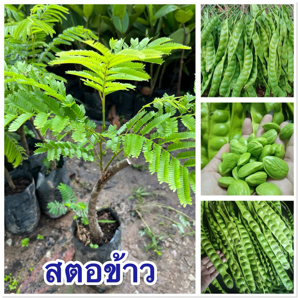 สตอข้าว สตอใต้ ต้นเตี้ย แบบติดตา