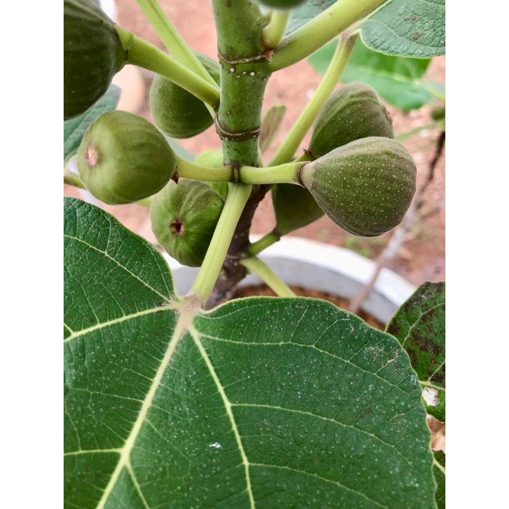 Figs Cutting – กิ่งชำมะเดื่อฝรั่งพันธุ์อิรักกี้ จาก สวนเนเจอร์เกษตร