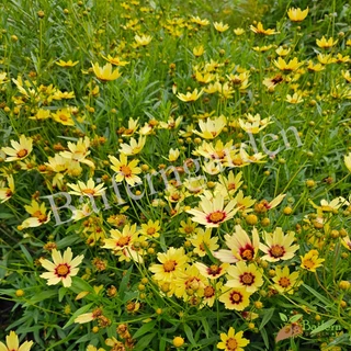ต้นกล้าดอกจันทร์ฉาย(coreopsis big bang redshift) ต้นแข็งแรงรากแน่นๆ ทนแล้งออกดอกสวย