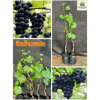 ต้นองุ่นเคียวโฮของญี่ปุ่นที่เสียบยอดแล้ว สูงประมาณ40ถึง60เซน…