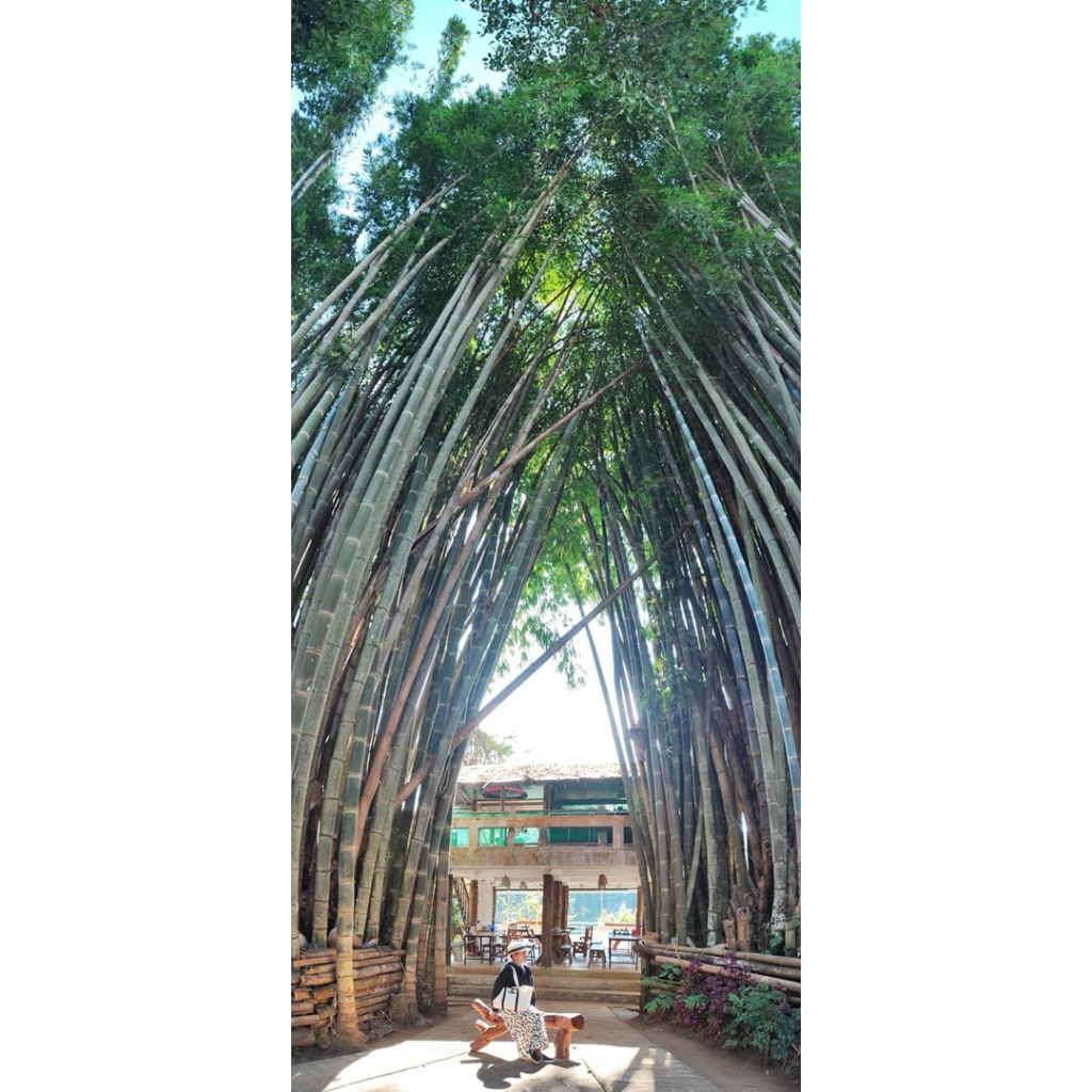 #เมล็ดไผ่หกยักษ์ ลำใหญ่ 8-10 นิ้ว ใช้ทำเฟอร์นิเจอร์ได้ - รูปที่ 3