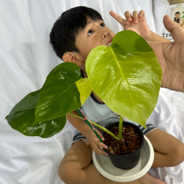 Monstera borsigiana Aurea/Monstera Aurea/มอนสเตอร่าออเรีย/มอนสเตอร์ร่าด่างเหลือง