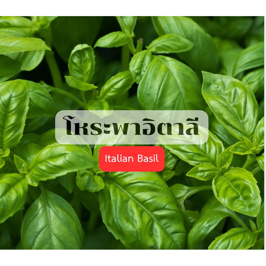 เมล็ดพันธุ์โหระพาอิตาลี (Italian Basil)เมล็ดพันธุ์แท้นำเข้าจากต่างประเทศ 100-200 เมล็ดเมล็ดอัตราการงอกสูงพร้อมคูืมือปลูก