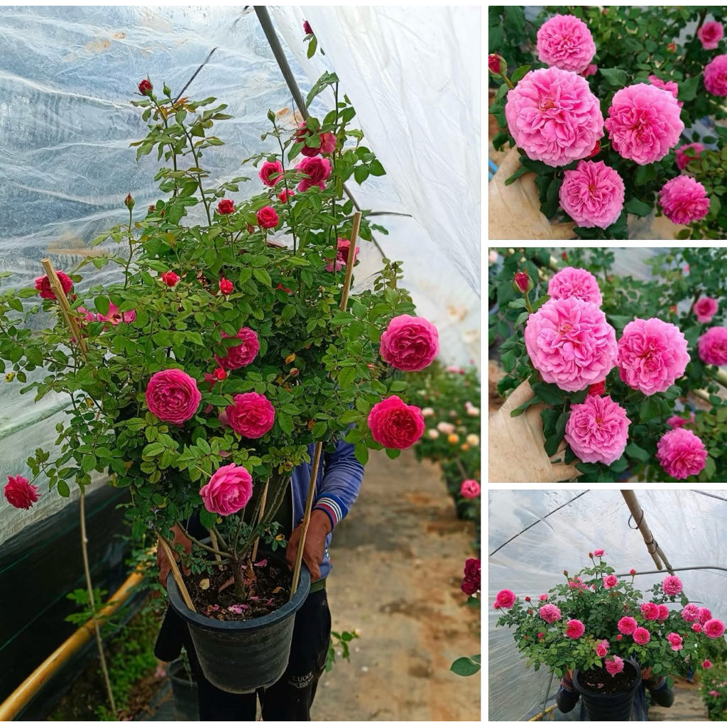 Gabriel Oak งานกระถาง12นิ้ว เป็นงานที่ฟอร์มสวยสุดๆเท่าที่เลี้ยงมาเลยครับ