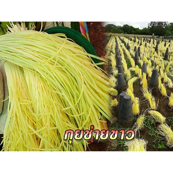 300+ เมล็ด เมล็ดกุยช่ายขาว (สายพันธุ์ที่ผลิตกุยช่ายขาวโดยเฉพาะ) (กอตั้งตรง ใบกว้างและหนา แตกก่อแก่งมาก ต้นสูง 40-55 ซม.) - รูปที่ 2