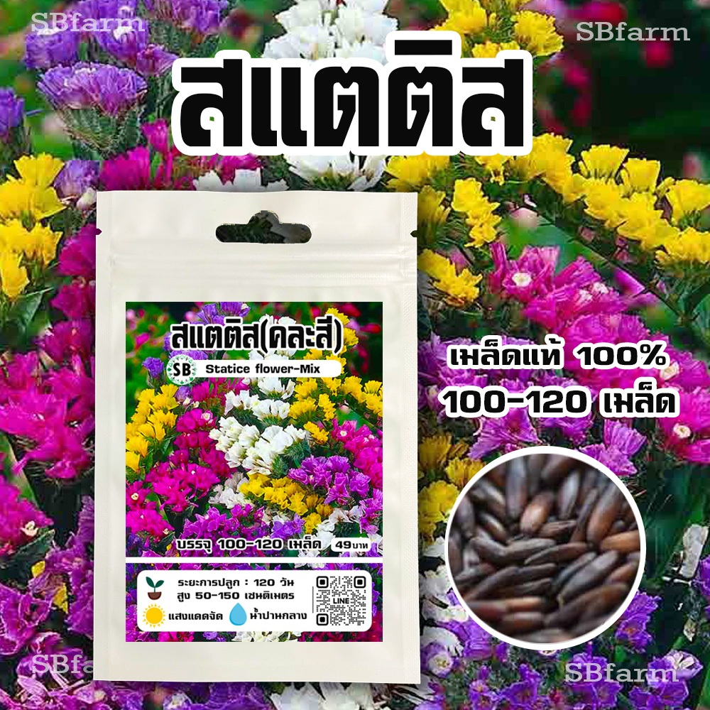 เมล็ดดอกสแตติส(คละสี) บรรจุ 120 เมล็ด/ซอง 🔥โปรโมชั่น [ซื้อ 2 แถม 1ซอง]/// SBfarm