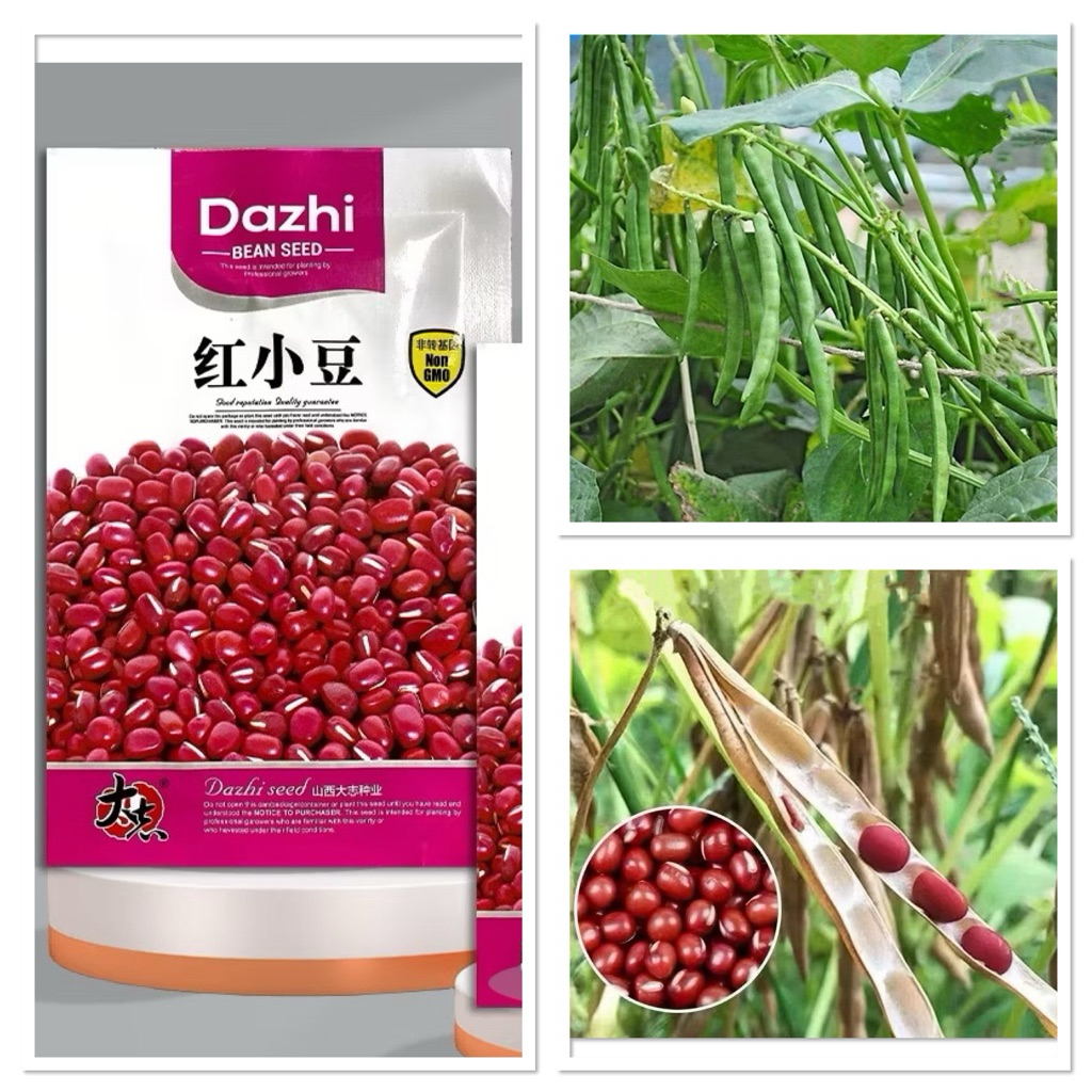 เมล็ดพันธุ์ ถั่วแดง Red Bean หรือ Adzuki Bean บรรจุ 15 - 200 เมล็ด