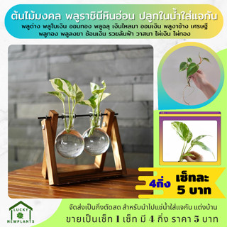 ต้นไม้เลี้ยงในน้ำ ต้นไม้มงคล ต้นไม้จิ๋ว เซ็ทละ 4 กิ่ง ราคา 5…