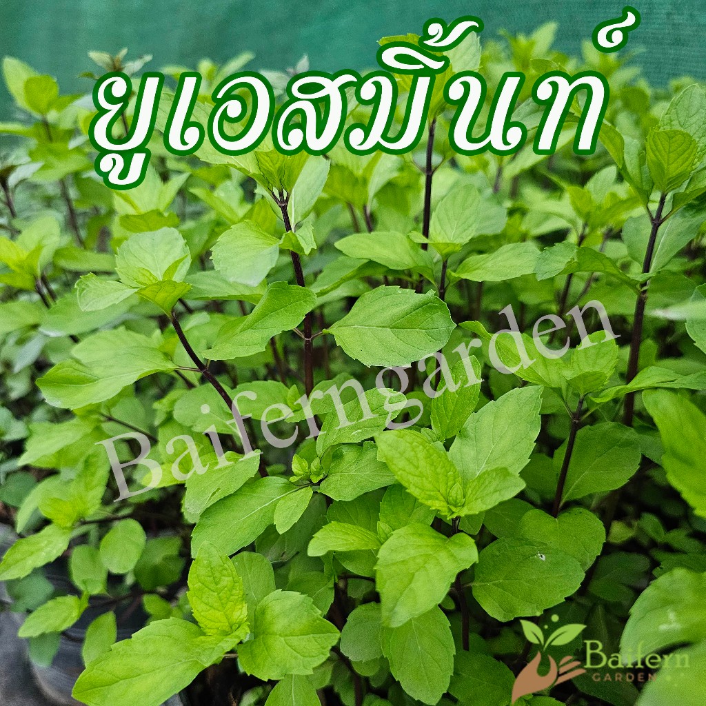 ต้นกล้ายูเอสมิ้นท์(US mint) สมุนไพรฝรั่ง เลี้ยงง่ายโตไว