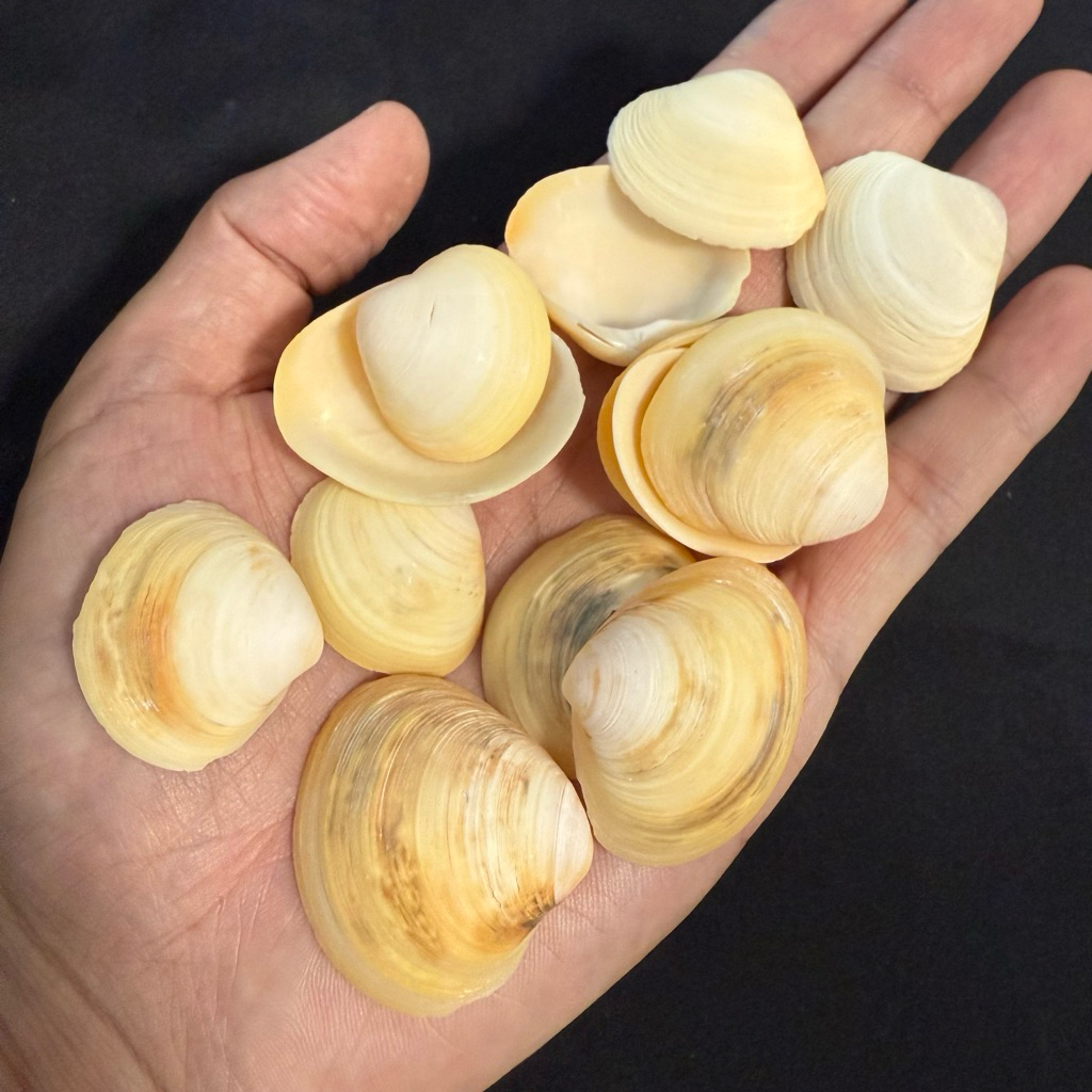 เปลือกหอยสีเหลือง 50g JI DAN YELLOW CLAM SHELL