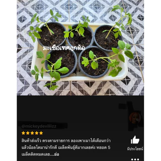 เมล็ดพันธุ์ มะเขือเทศลูกท้อ 50 เมล็ด [ 10แถม2 ]คละได้