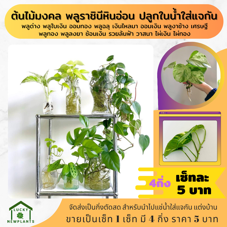 ต้นไม้มงคล ต้นไม้จิ๋ว ไม้ฟอกอากาศ 5 บาท เซ็ทละ 4 กิ่ง รูปที่ 6