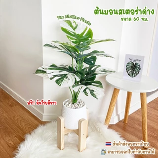 ต้นไม้ปลอม(ฟรี!!หินโรย) ต้นมอนสเตอร่าด่างสูง60-72ซม. ตั้งหน้าทีวี ตั้งพื้นและหัวเตียง ต้นไม้มงคล พร้อมกระถางและหินสีขาว