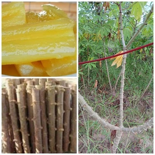 ท่อนพันธุ์มัน 5นาที 15 ท่อน(ตัดสด)