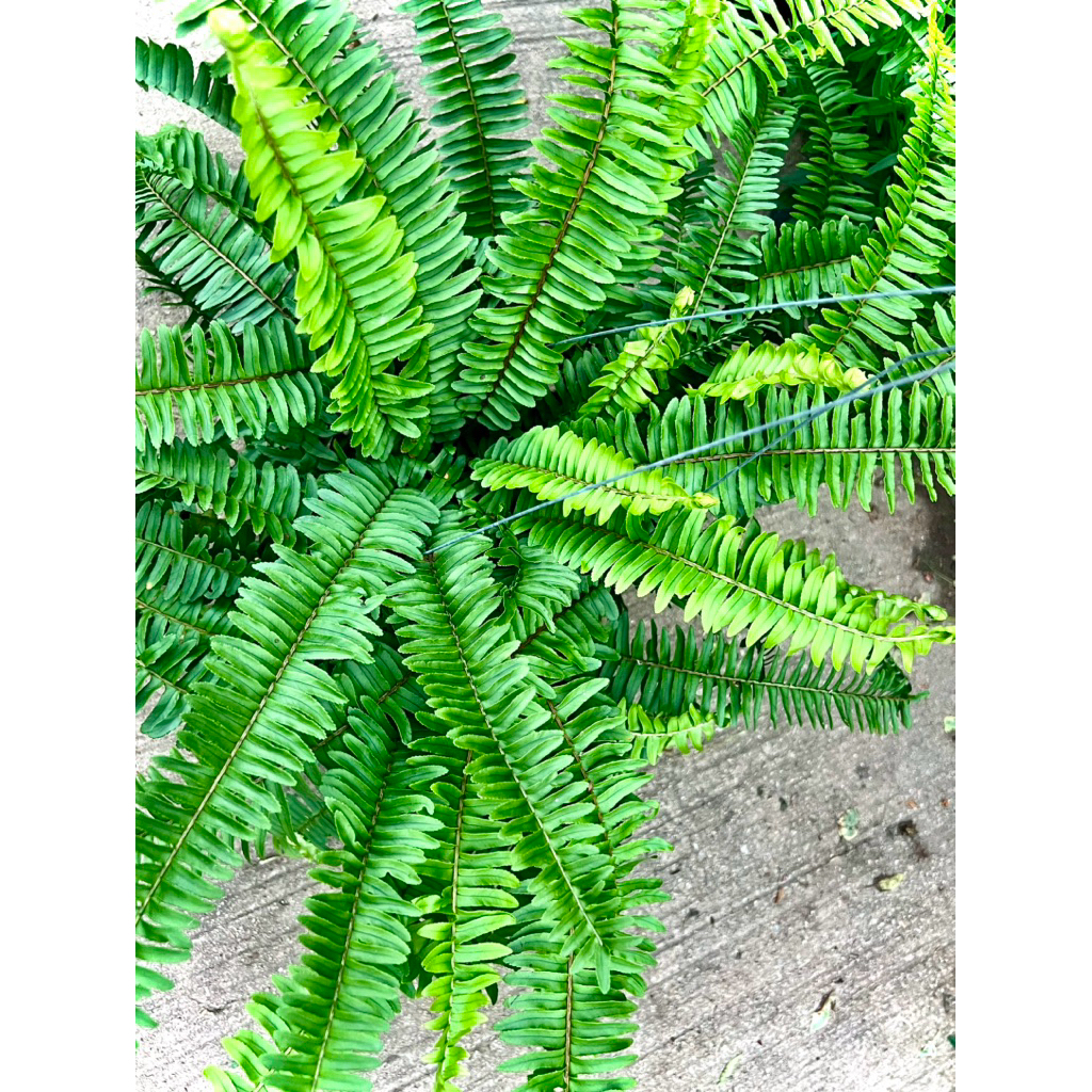 Sword Fern ต้น เฟิร์นใบมะขาม Tuber Sword Fern / Fishbone Fern ไม้ประดับ ไม้แขวน ไม้ฟอกอากาศ