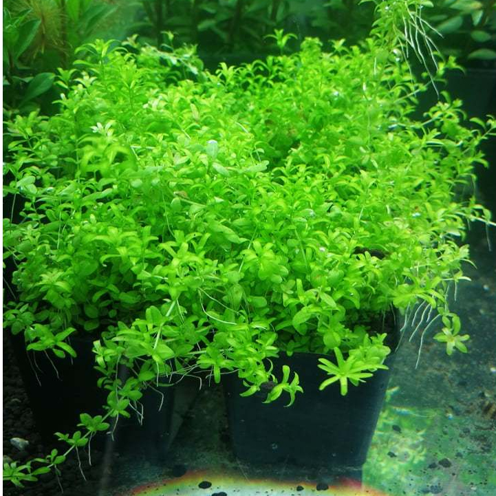 เพิลหวีดสามใบ ต้นไม้น้ำที่เหมาะสำหรับตู้lowtech/no co2 เลี้ยงง่าย โตง่าย