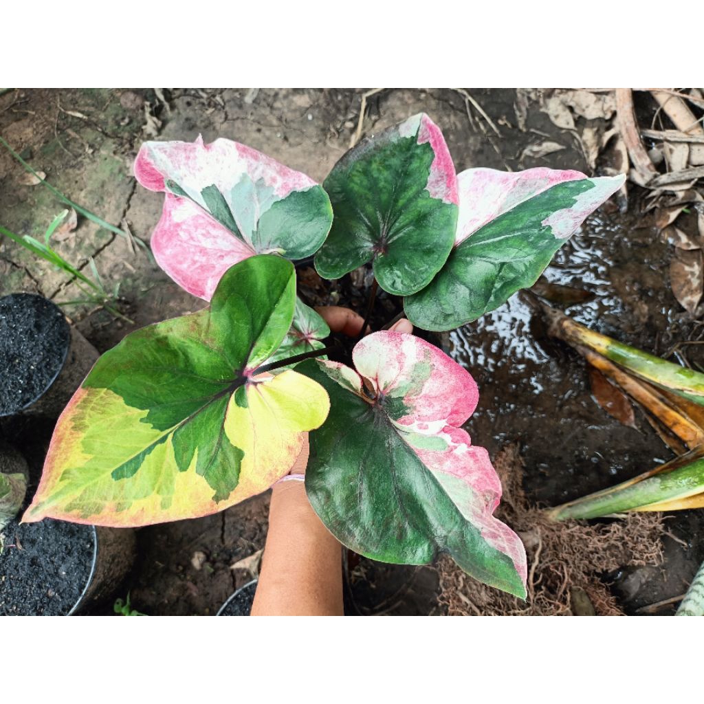 บอนสีแม่ฟ้าหลวง(Caladium)