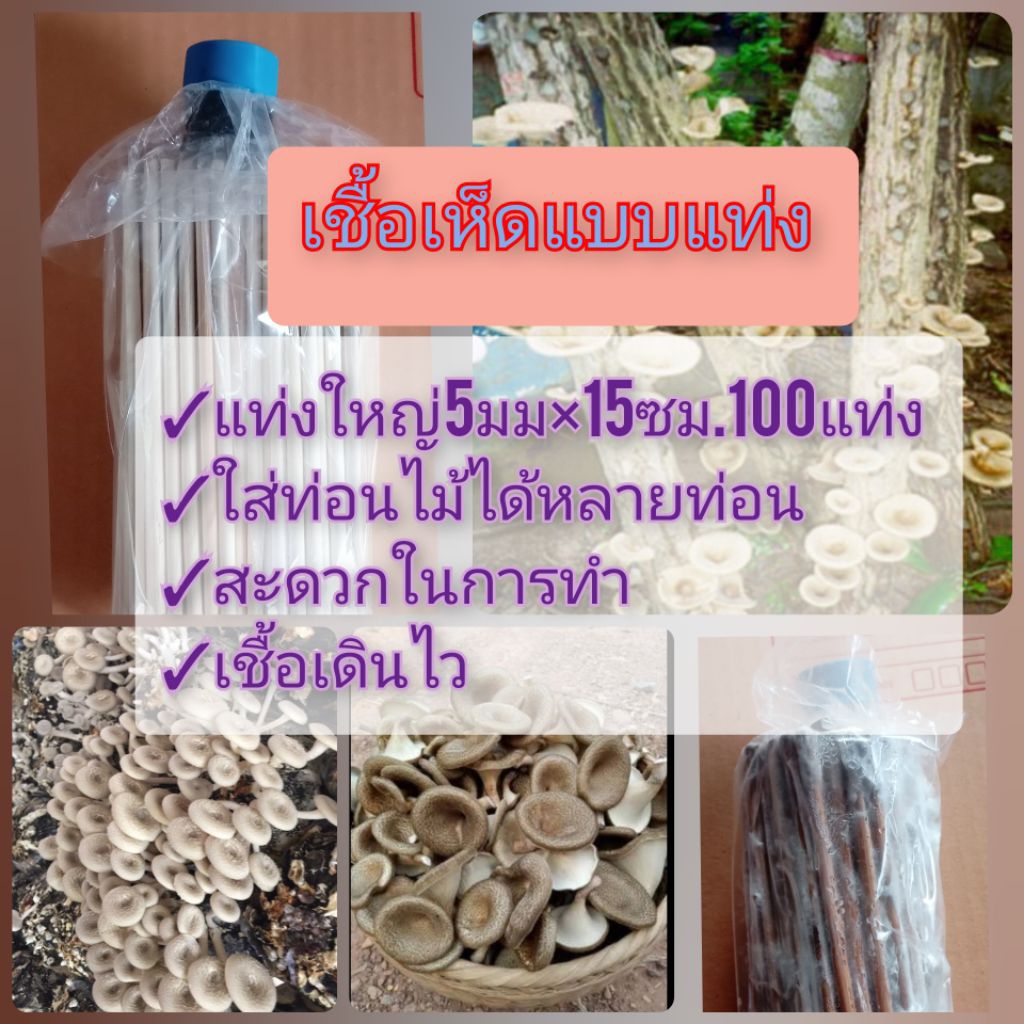 เชื้อเห็ดขอนขาว กระด้าง แบบแท่ง ขนาด(0.5×15ซม.)แท่งใหญ่ทำได้หลายท่อน