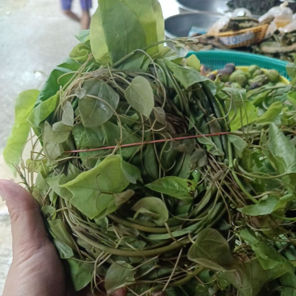 ผักฮาก,ผักสาป,ผักอีนูน500gm(ครึ่งโล)