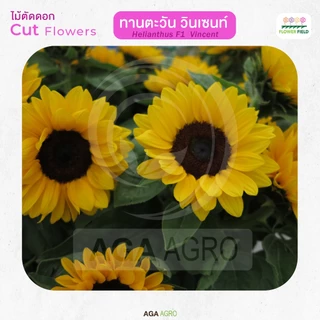 AGA AGRO I "ทานตะวัน วินเซนท์" ตัดดอก สายพันธุ์ยอดนิยมตลอดกาล-100เมล็ด-Helianthus Vincent