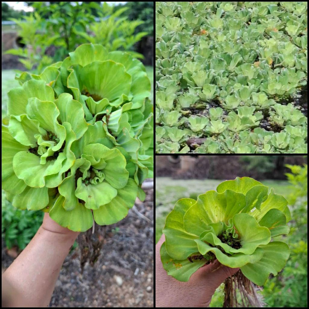 จอกแหนกุหลาบ จากแหล่งน้ำธรรมชาติ ชุด 10 ดอก(แถมดอกเล็กทุกออเดอร์) 39 บาท