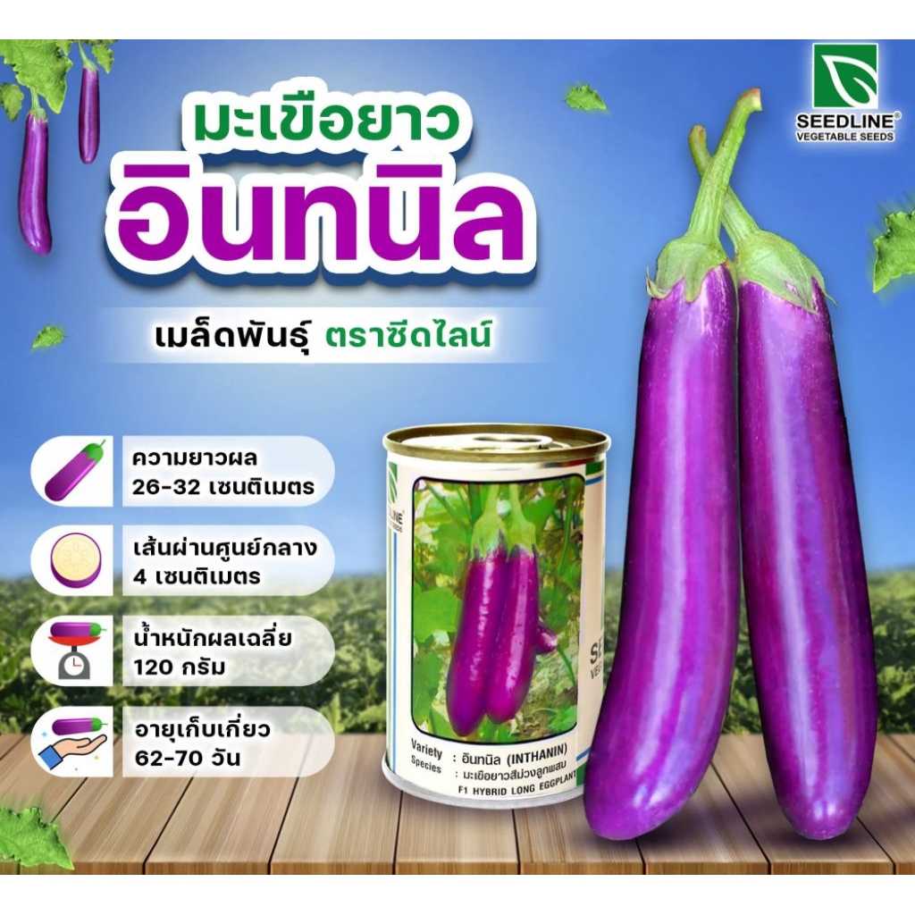 เมล็ดพันธุ์มะเขือม่วงยาว(อินทนิล20กรัม)