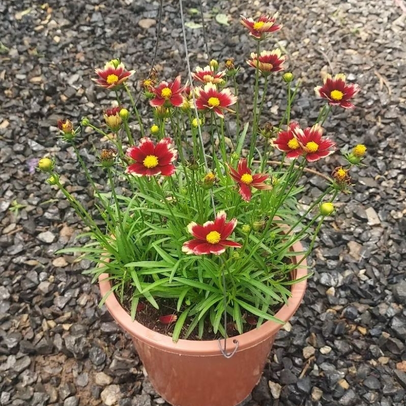 จันทร์ฉาย (Coreopsis)คอรีออปซิส