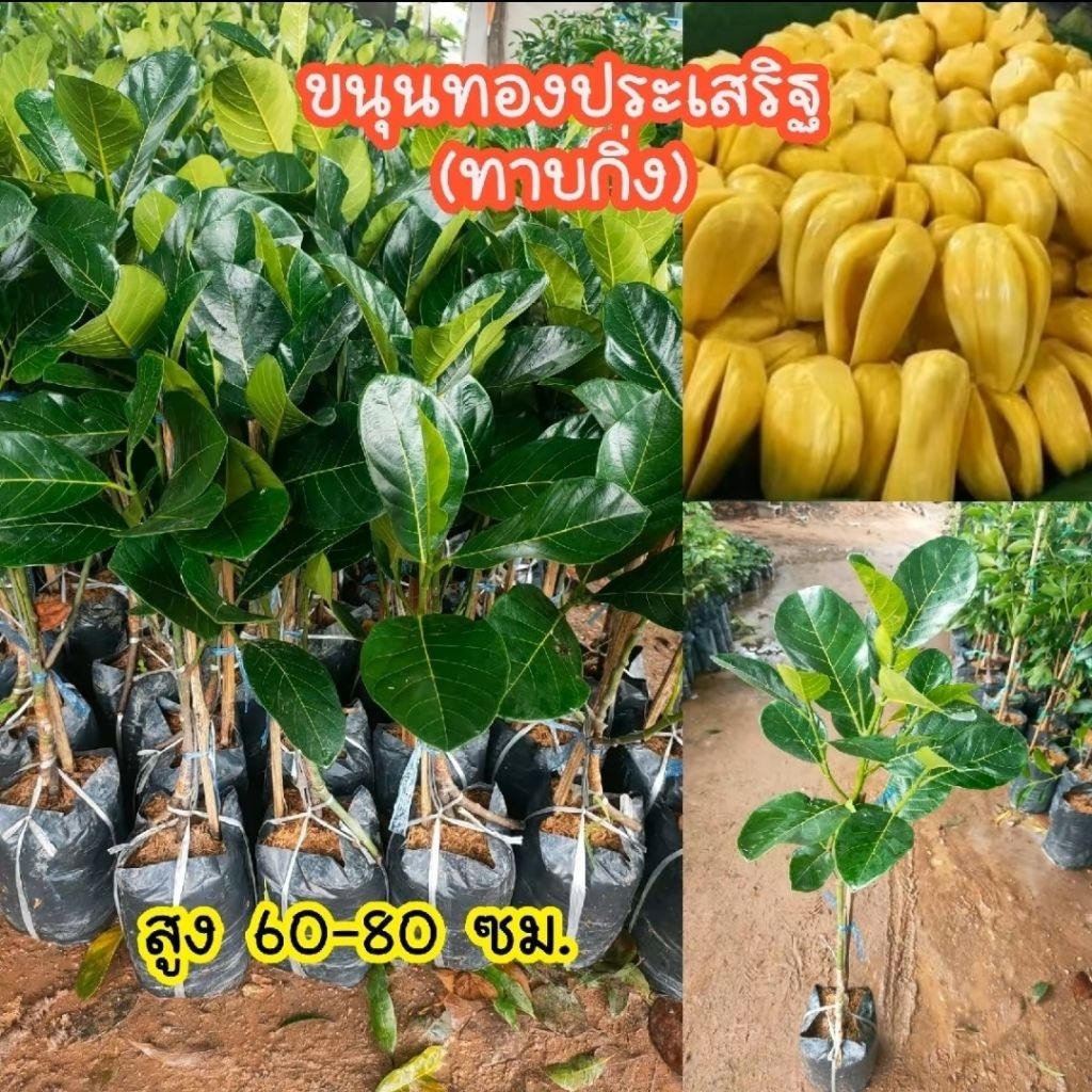 💥ต้นขนุนทองประเสริฐ (ทาบกิ่ง) แท้ 100% สูง 60-80 cm. ต้นเตี้ย ให้ผลผลิตดี