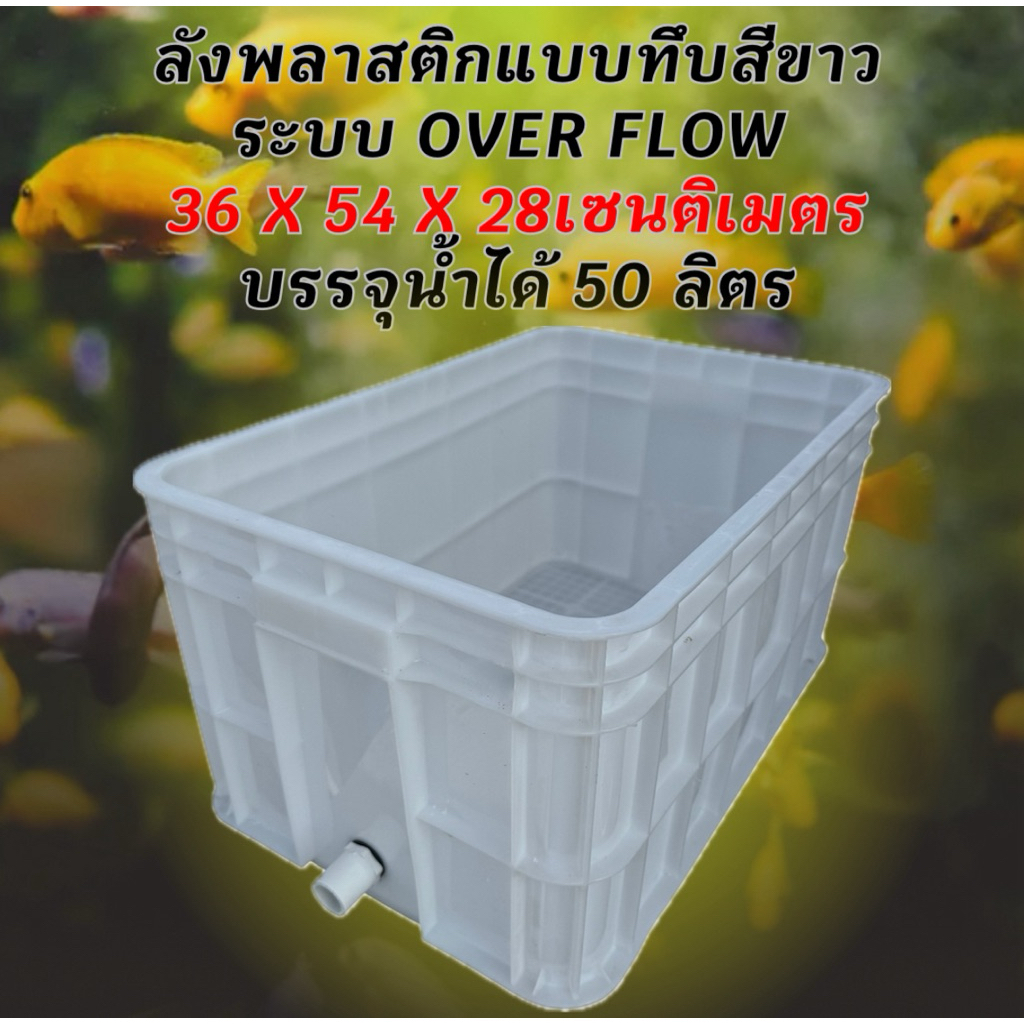 ลังพลาสติกแบบทึบท่อสีขาว overflow ระบบเปิดปิดน้ำในท่อเดียว อ่างเลี้ยงปลา อ่างเลี้ยงปลา อ่างปลาบอลลูน