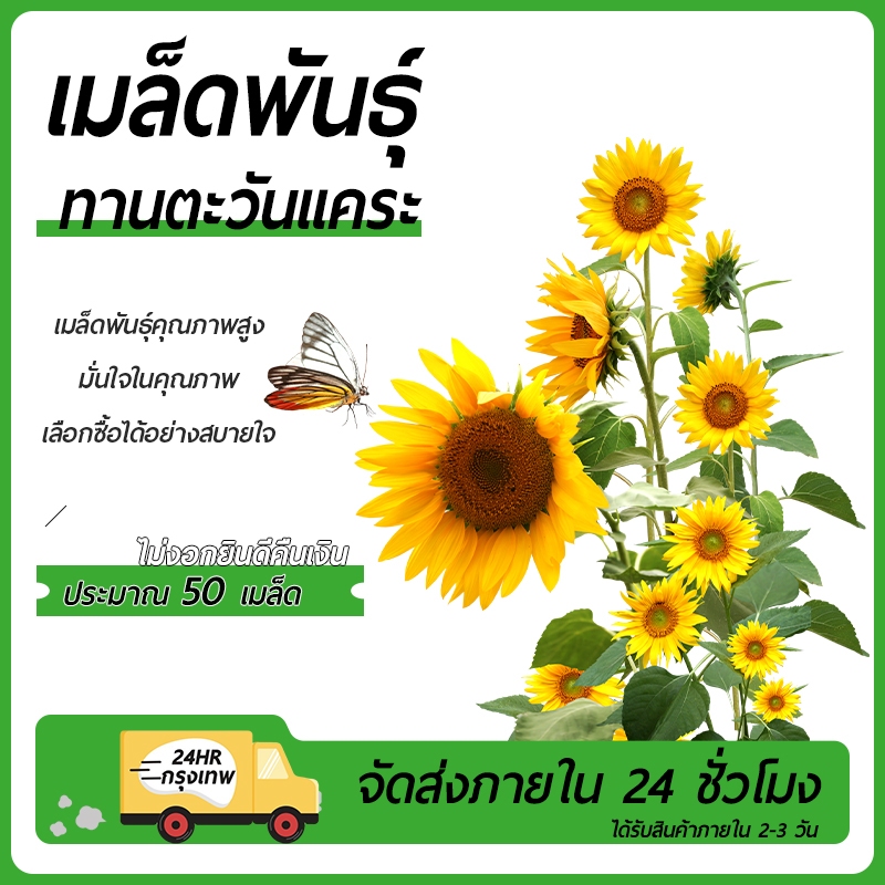 50 เมล็ด  เมล็ดพันธุ์ดอกทานตะวันแคระ ดอกทานตะวันจิ๋ว ดอกทานตะวันกระถาง