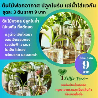 ต้นไม้จิ๋ว ต้นไม้มงคล ต้นไม้แต่งบ้าน ปลูกในน้ำได้ เซ็ทละ 9 บ…