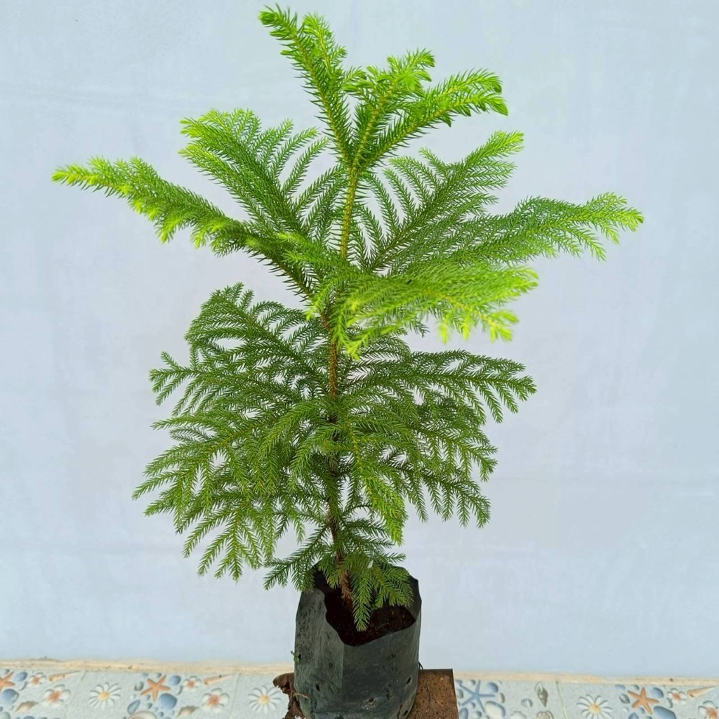 ต้นสนฉัตร 🌲ถุง 4 นิ้ว สูง 50-55 ซม. สุดคุ้มใบเขียวสวย รากแน่น พร้อมส่งงคร้าบ