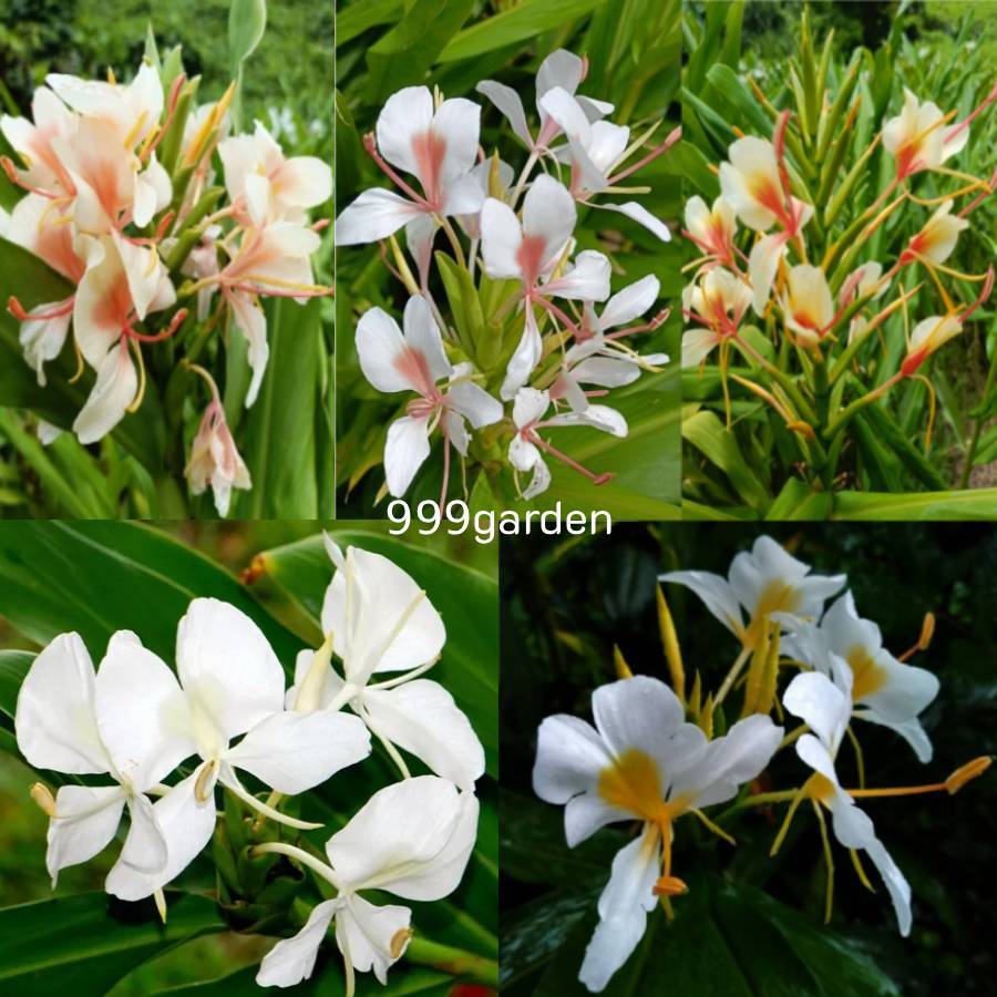 ว่านมหาหงส์ ต้นสะเลเต มี 5 สีให้เลือก กลิ่นหอม ส่งเป็นต้นในถุงดำ Butterfly Lily