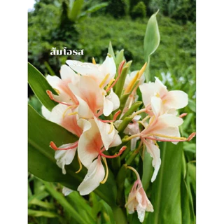 ว่านมหาหงส์ ต้นสะเลเต มี5สี ส่งเป็นต้นนะคะ ต้นแข็งแรง Butterfly Lily