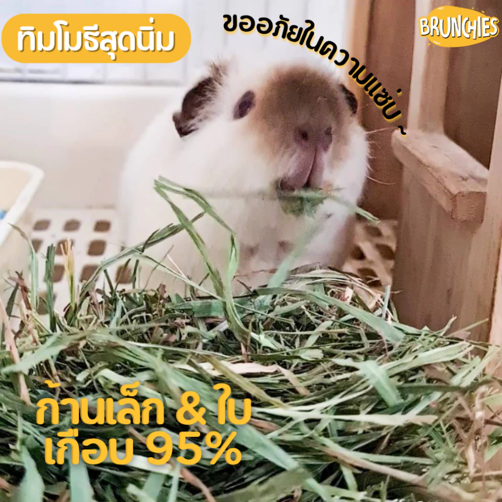 Brunchies หญ้าทิมโมธีอย่างดีร่อนฝุ่น (1kg) พรีเมียม ใหม่สุด เขียว หอม กินง่าย ดอกเยอะ ลับฟันดี thumbnail 5