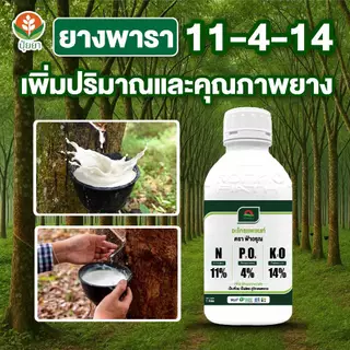 เร่งน้ำยาง แตกแรง พุ่งไว ไม่หยุดหยด สูตร 11-4-14 เพิ่มปริมาณ คุณภาพน้ำยางเต็มๆ